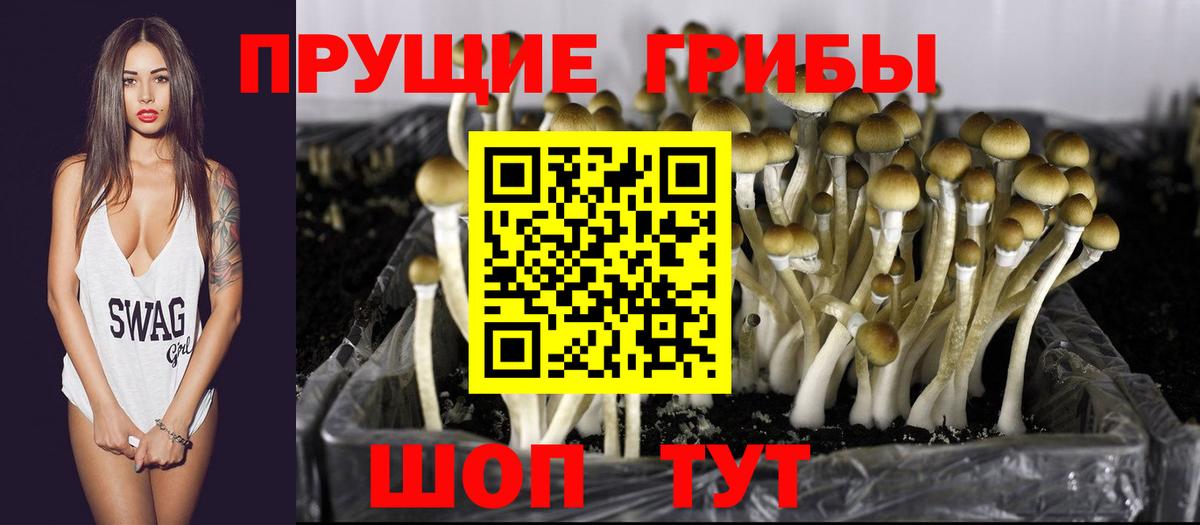 Псилоцибиновые грибы Psilocybine cubensis Волжский